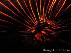 "Sun is shining"
Canon G7 internal flash. full frame by Sangut Santoso 